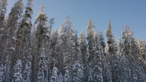 Tracking Shot of Snow Covered Evergreen Trees with Blue Sky and Mountains 4K Stock Footage 263279219