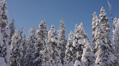 Tracking Shot of Snow Covered Evergreen Trees with Blue Sky and Mountains 4K Stock Footage 263279711