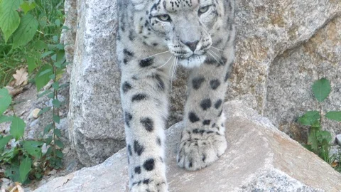 Tracking shot- snow leopard steps down from rock and walks 4K Video stock 97347984