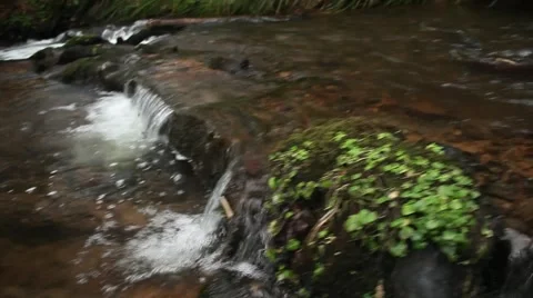Tracking shot of spawning coho salmon at Oregon Coast Vidéo 68585589