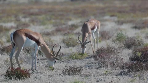 Tracking shot of a springbok pair grazing at etosha 库存影片 334639970