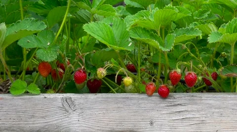 Tracking shot of strawberries growing in a rustic home garden. Stock Footage 66324011