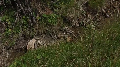 Tracking shot stream, Alta Badia Stock Footage 79502549