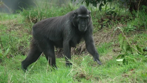 Tracking Shot Of Sulawesi Crested Macaque Walking Stock Footage 345555162