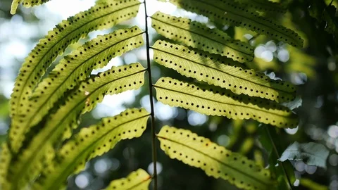 Tracking shot sun glimmering through fern leaves, slow motion. Stock Footage 118294525
