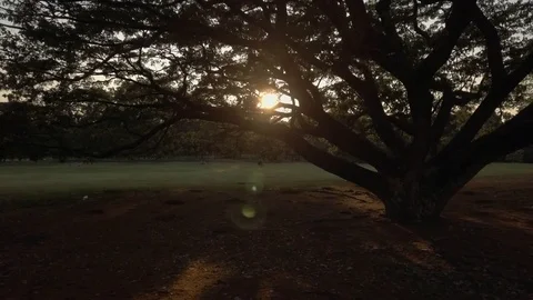 Tracking shot of sun ray trough a big tree branches in city park Stock Footage 74905391