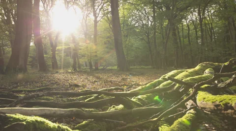 Tracking Shot Of Sun Shining Through Beautiful Forest At An Amazing Glade Stock Footage 36667216