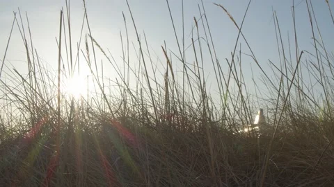Tracking shot of sun shining through long grass Stock Footage 146276434