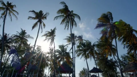 Tracking shot of sun shining through line of palm trees Stock Footage 148531810