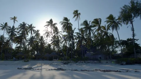 Tracking shot of sun shining through line of palm trees Stock Footage 148532038