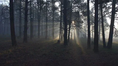 Tracking shot of sunlight beaming through trees in a forest Stock Footage 95911894