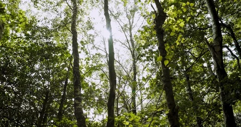 Tracking shot sunlight breaking through trees in forest Stock Footage 115651410