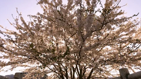 Wild Cherry Tree Stock Footage Royalty Free Stock Videos Pond5 Wild Cherry Tree Stock Footage Royalty Free Stock Videos Pond5