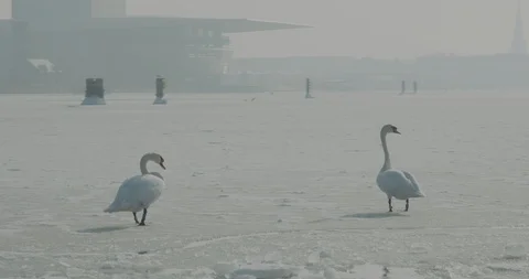 Tracking shot of Swans walking on ice Stock Footage 107934240