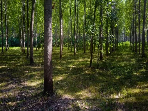 Tracking shot in a thick deciduous forest Stock Footage 77868898