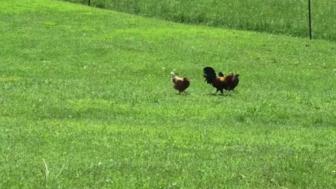 A Tracking Shot of Three Hens and One Rooster 스톡 동영상 195061539