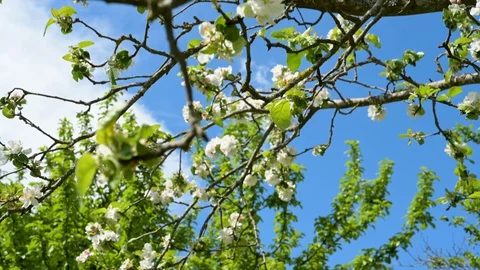 Tracking shot through an apple tree with apple blossoms in spring Stock Footage 129707019