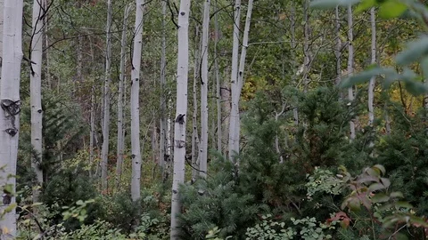 Tracking shot through Aspen Grove Stock Footage 94845172