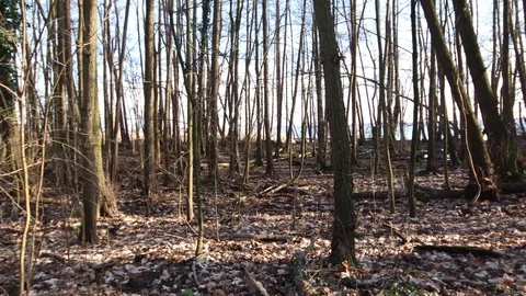 Tracking shot through bare forest with big lake in the background Stock Footage 123979536