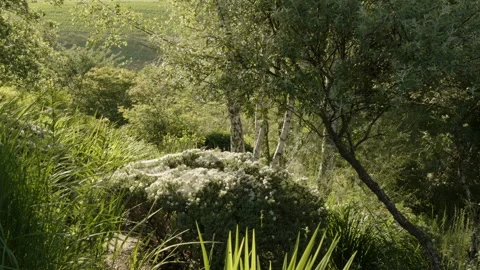 Tracking shot through a beautiful natural and wild garden Video stock 258403591