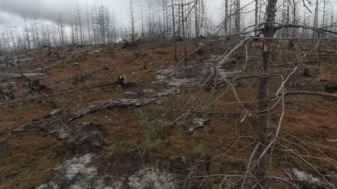 Tracking shot through burned forest charred stumps scorched earth skeletal trees Stock Footage 318920086