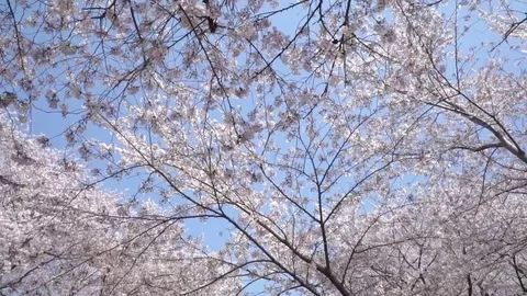 Tracking shot through cherry blossoms trees. Stock Footage 78667391