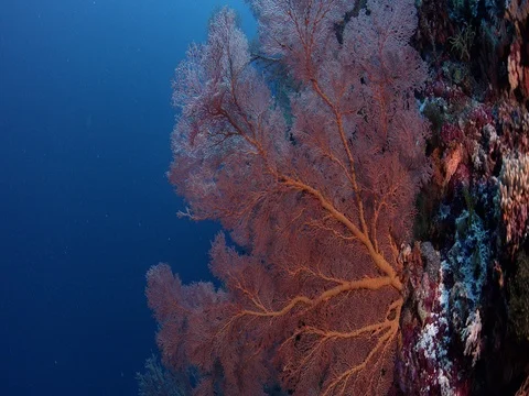 Tracking shot through a coral reef with gorgonian Video stock 84818548