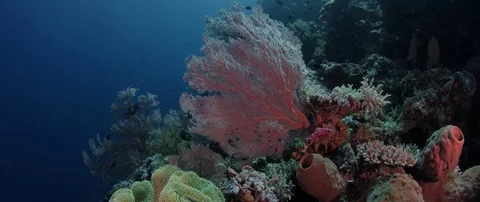 Tracking shot through a coral reef with gorgonian Video stock 84830519