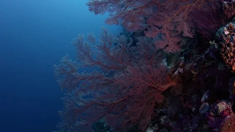 Tracking shot through a coral reef with gorgonian Vidéo 84833262