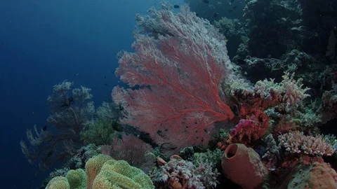 Tracking shot through a coral reef with gorgonian Stock Footage 84837589
