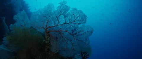 Tracking shot through a coral reef with gorgonian Stock Footage 99209445
