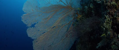 Tracking shot through a coral reef with gorgonian Vídeos de archivo 99314423