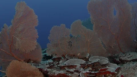 Tracking shot through a coral reef with gorgonian Stock Footage 103222683