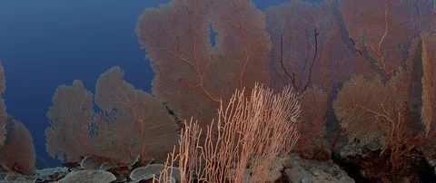 Tracking shot through a coral reef with gorgonian Stock Footage 103224168