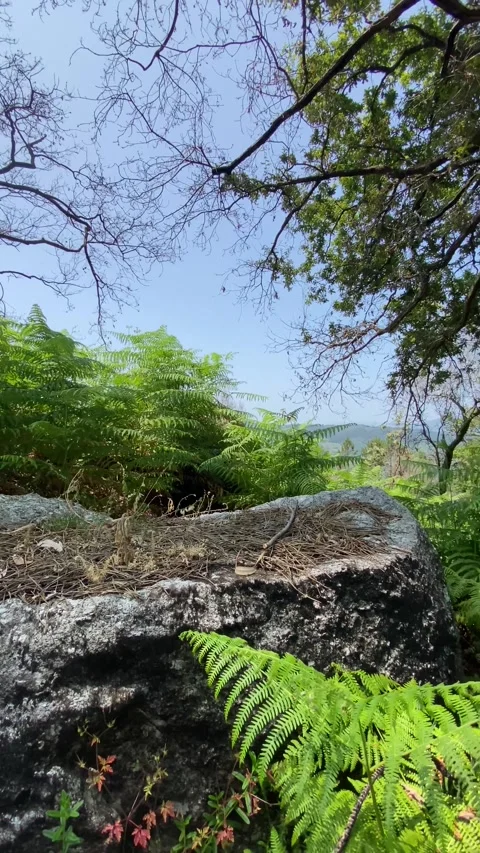 Tracking shot through dense forest with ferns, stone and large tree Stock Footage 310935933