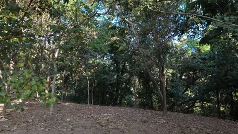 Tracking shot through a dense green forest with sunlight breaking through Stock Footage 339298158