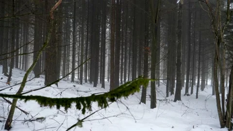 Tracking shot through dense snowy pine forest Stock Footage 148964882