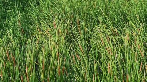 Tracking Shot Through Dense Wild Cattails Typha Growing in Freshwater Wetland Stock Footage 340300728