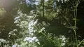 tracking shot through elderflowers HD Footage