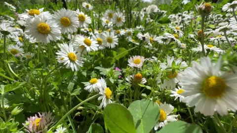 Tracking shot through a field of small wild daisy flowers. Low angel. Stock Footage 200862520
