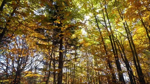 Tracking Shot Through Forest Autumn Trees Woods. Sun Shining Through Nature Stock Footage 82921536