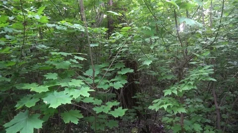 Tracking Shot Through Forest Trees Woods Sun Shining Through Trees Nature Beauty Stock Footage 75963571