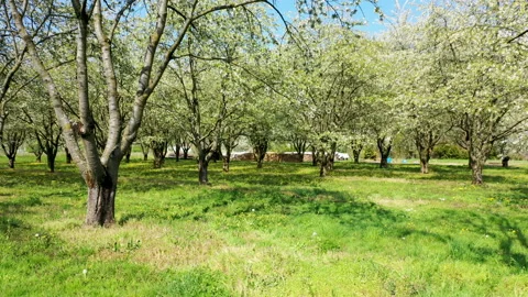 Tracking shot through the fruit tree plantations at the Ortenberg Castle Stock Footage 137944368