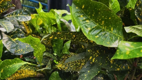 Tracking Shot Through Gold Dust Croton Foliage with Vibrant Speckled Tropical Stock Footage 340972518