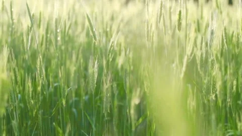 Tracking shot through green sunlit wheat field Stock-Footage 333874272