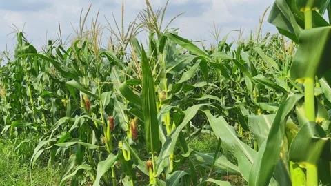Tracking Shot Through Healthy Cornfield with Mature Maize Plants in Daylight Stock Footage 340301096