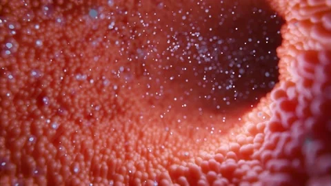 Tracking shot through intestine with pulsating intestinal villi with bacteria Stock Footage 165062338