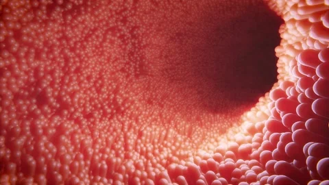 Tracking shot through intestine with pulsating intestinal villi Stock Footage 165062342