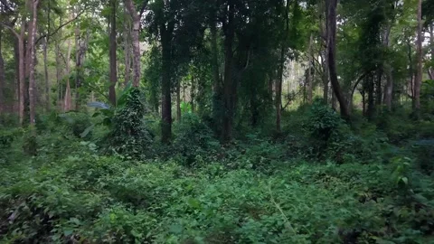 Tracking shot through a lush and dense tropical forest Video stock 335582515