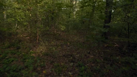 Tracking Shot Through a Lush, Overgrown Forest Trail Filled with Green Foliage Stock Footage 300948439